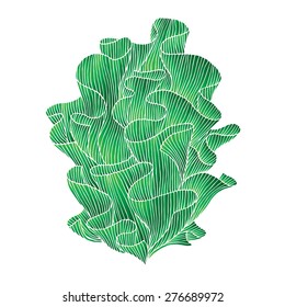 Abstract hand drawn illustration. Decorative design element. Water plant isolated on white. Vector seaweed.