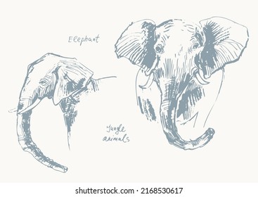 Abstract hand drawn jungle animal portrait illustration. Vector pencil sketch of cute elephants. For poster, nursery art, nature background.