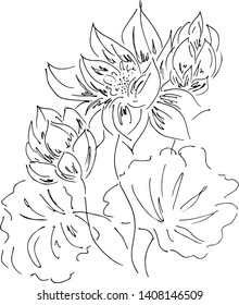 Abstract hand drawn lotus flower isolated on white background. Vector illustration. Outline sketch