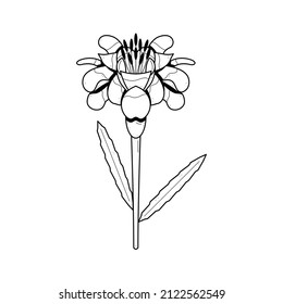 Abstract Hand Drawn Marigold Flower Plant Botanic Floral Nature Bloom Doodle Concept Vector Design Outline Style On White Background Isolated