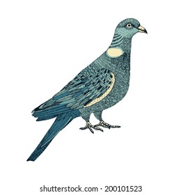 abstract hand drawn pigeon
