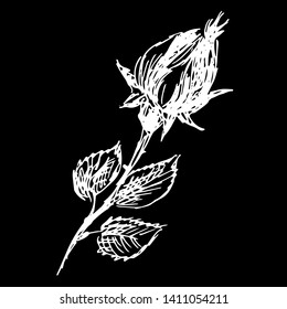 Abstract hand drawn rose flower isolated on black background. Rose flower vector outline icon. Line art. Outline logotype. Close up