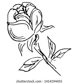 Abstract hand drawn rose flower isolated on white background. Rose flower vector outline icon. Line art. Close up.