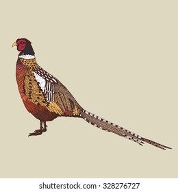 abstract hand drawn vector illustration with a colorful pheasant