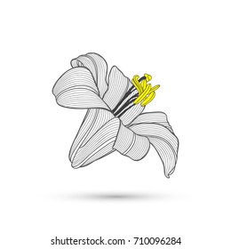 Abstract hand-drawn  flower lily. Element for design. Vector illustration.