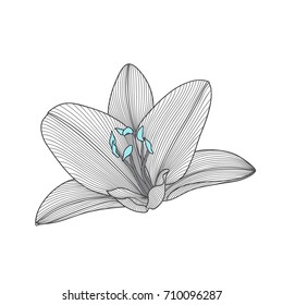 Abstract hand-drawn  flower lily. Element for design. Vector illustration.