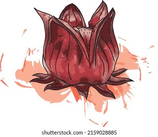 Abstract of Hibiscus sabdariffa or roselle fruits on white background with color spread.