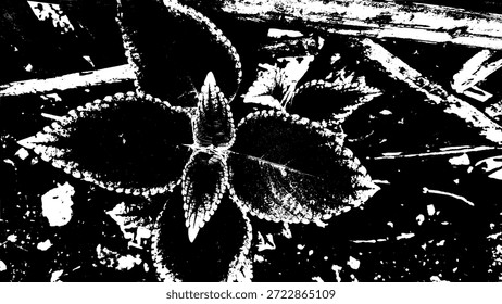Abstrakte Vektorgrafik mit hohem Kontrast von Coleus Pflanzenblättern. Gritty schwarz-weiß botanische Grunge-Textur, perfekt für Natur-Themen-Grafik-Design und künstlerische organische Overlays.