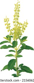 Abstract of Holy basil or Thai basil flower and leaves on white background. (Scientific name Ocimum tenuiflorum)