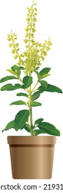 Abstract of Holy basil or Thai basil flower and leaves on brown pot. (Scientific name Ocimum tenuiflorum)