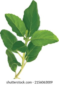 Abstract of Holy basil or Thai basil leaf on white background. (Scientific name Ocimum tenuiflorum)