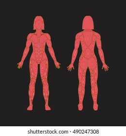 Abstract Human body of female muscular system on a black background