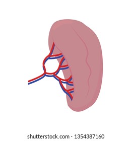 Abstract human kidney