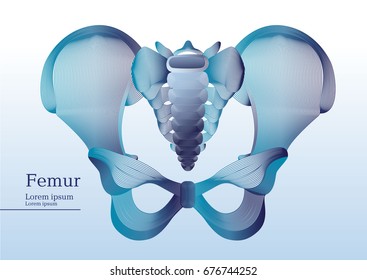 Abstract illustration of anatomical human pelvis