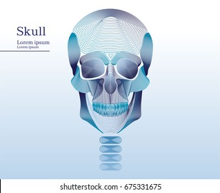 Abstract illustration of anatomical human skull with vertebrae