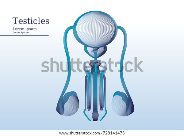 Abstract Illustration Anatomical Human Testicles Stock Vector Royalty Free 728141473