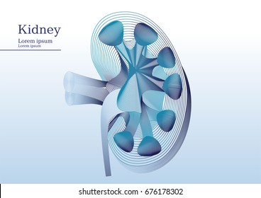 Abstract Illustration Of Anatomical Kidney Incision