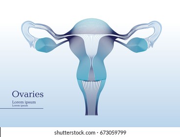 Abstract illustration of anatomical ovaries