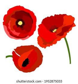 An abstract illustration for Anzac Day or Australian and New Zealand Army Corps with a set of three single poppy flowers on a white isolated background