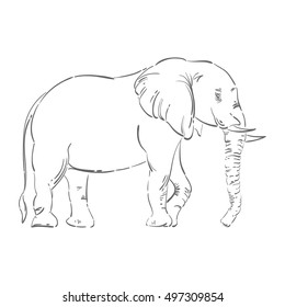 Abstract illustration of an elephant. Sketch. The illustration on a white background. Isolated. Animal. Wild nature.