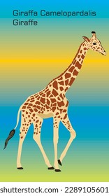 Abstract illustration of Giraffe - Illustration