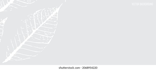 Abstract illustration of guava leaf bone (Psidium guajava L ) for background