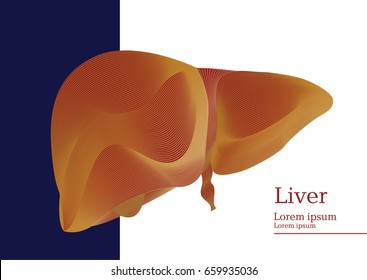 Abstract illustration of human anatomical liver on blue and white background