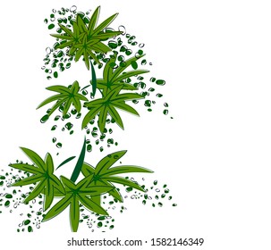Abstract Image of green hemp branch with leaves and seeds on a white background. Floral design. EPS10 vector illustration.