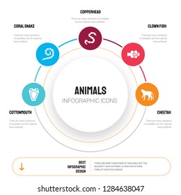 Abstract infographics of animals template. cottonmouth, coral snake, copperhead, Clown fish, Cheetah icons can be used for workflow layout, diagram, business step options, banner, web design.