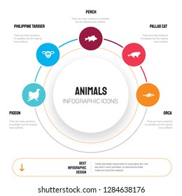 Abstract infographics of animals template. Pigeon, Philippine tarsier, Perch, Pallas cat, Orca icons can be used for workflow layout, diagram, business step options, banner, web design.