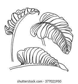 Abstract ink vector monstera leaves. Monochrome illustration of a tropical leaf. Tropical palm leaves isolated on white. Exotic desaturated outdoor leaves.