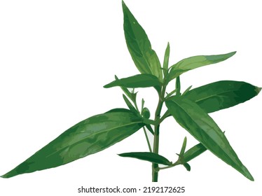 Abstract of Kariyat leaves or The Creat plant on white background. (Scientific Name Andrographis paniculata (Burm.f.) Wall.)