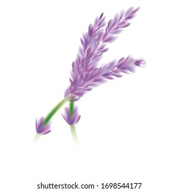 Abstract lavender flower design concept idea isolated.