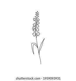 Abstract lavender lilac flowers line drawing art vector illustration