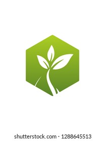 Abstract Leaf Drop water Logo Template