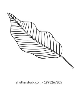 Abstract leaf as line drawing on the white background. Vector