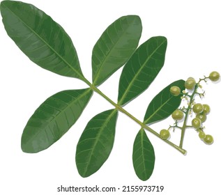 Abstract  leaf and seeds of Brazilian Pepper-tree on white background. (Scientific name Schinus terebinthifolius) 