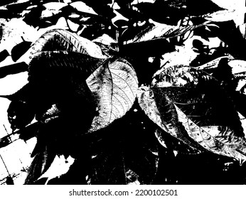 Resumen de la superficie foliar grunge artístico estriado de fondo y textura vectorial de grano superpuesto. 