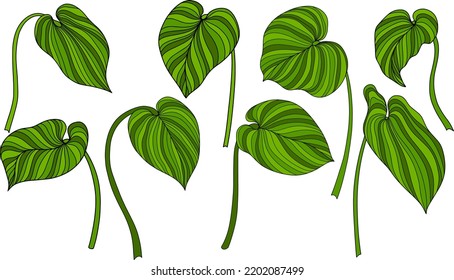 Abstract leaves isolated on white. Green tropical leaves. Hand drawn vector illustration