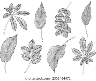 Abstract leaves isolated on white collection. Tropical leaves set. Hand drawn vintage illustration.