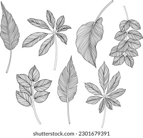 Abstract leaves isolated on white collection. Tropical leaves set. Hand drawn vintage illustration.