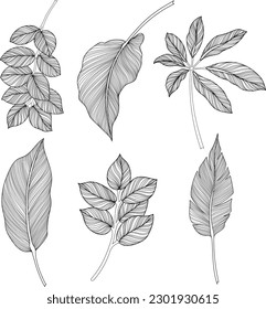 Abstract leaves isolated on white collection. Tropical leaves set. Hand drawn vintage illustration.