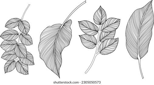 Abstract leaves isolated on white collection. Tropical leaves set. Hand drawn vintage illustration.