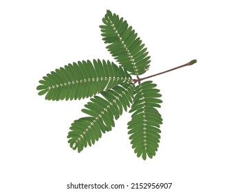 Abstract leaves of the Sensitive plant on white background.
