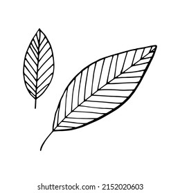 Abstrakte Blätter Set Vektorgrafik handgezeichnet im Doodle-Stil. 
