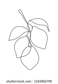 Abstract Lemon Fruit On Branch. One Line Drawing