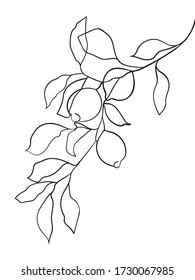 Abstract lemon fruit on branch. line drawing. - Vector illustration