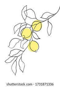 Abstract lemon fruit on branch. line drawing. - Vector illustration