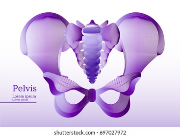 Abstract lila illustration of anatomical human pelvis