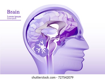 Abstract lila illustration of anatomical human head